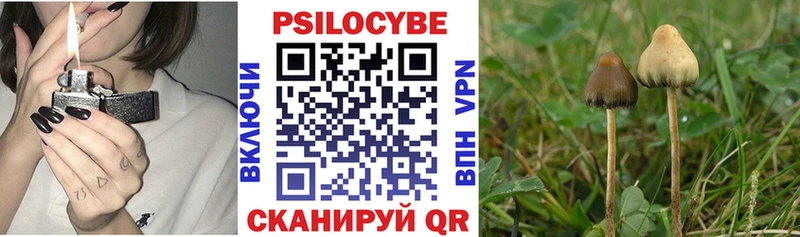 Купить где  Ливны  Псилоцибиновые грибы Psilocybe 